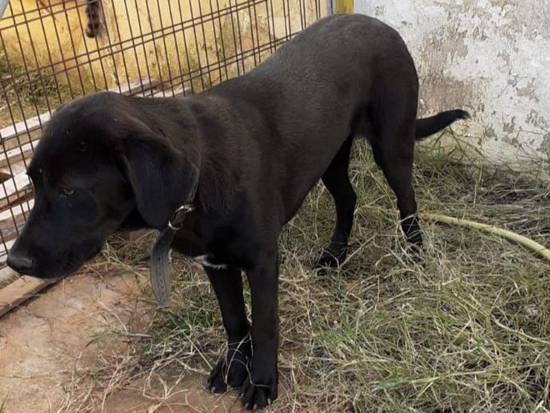 Cindy2 04/2024 (GRC Pflegestelle) - verspielte, fröhliche und lebensfrohe Labrador-Mix Junghündin!