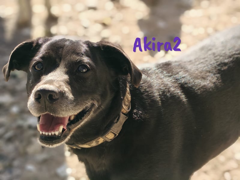 Akira2 geb. 04/2017 (ESP) - ausgeglichene, sehr liebevolle und soziale Labrador-Mix Hündin!