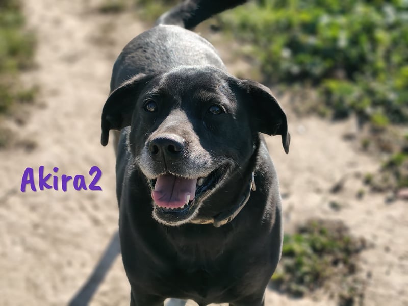 Akira2 geb. 04/2017 (ESP) - ausgeglichene, sehr liebevolle und soziale Labrador-Mix Hündin!