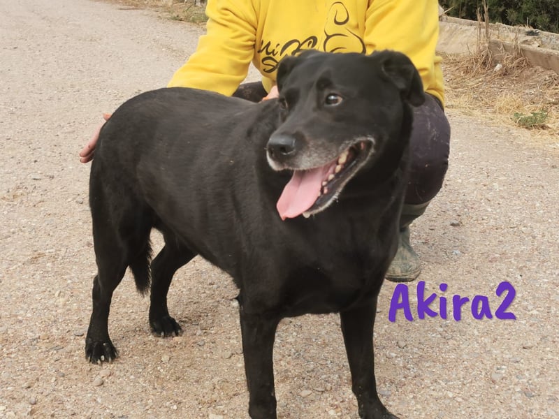 Akira2 geb. 04/2017 (ESP) - ausgeglichene, sehr liebevolle und soziale Labrador-Mix Hündin!