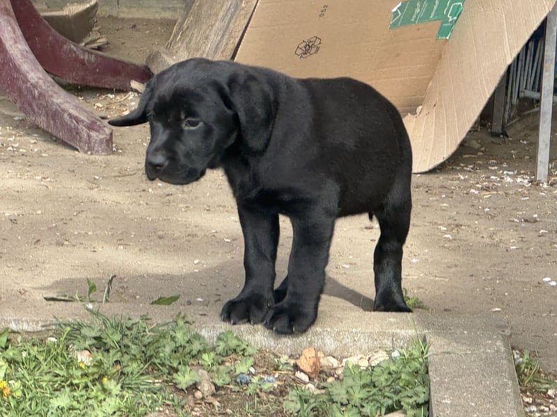Nur 2 Labrador Weibchen mit Ahnenpass 2 Rüden & 6 Weibchen in Schwarz
