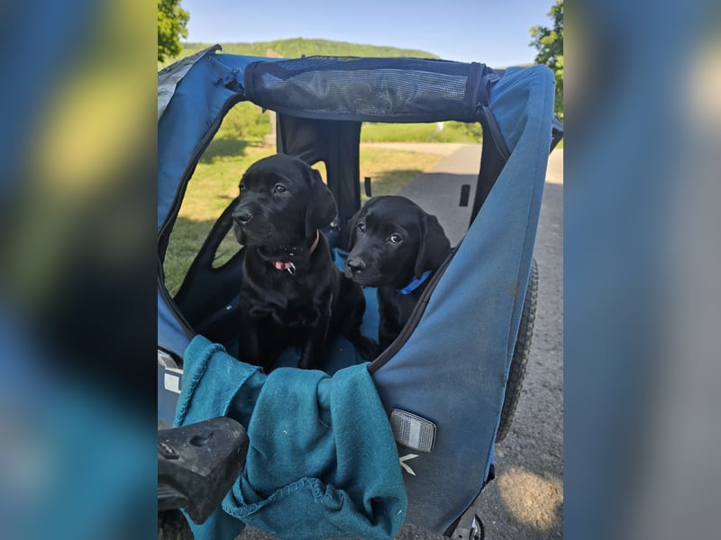 Alexis & Artemis von Zeegenthal Labrador Retriever