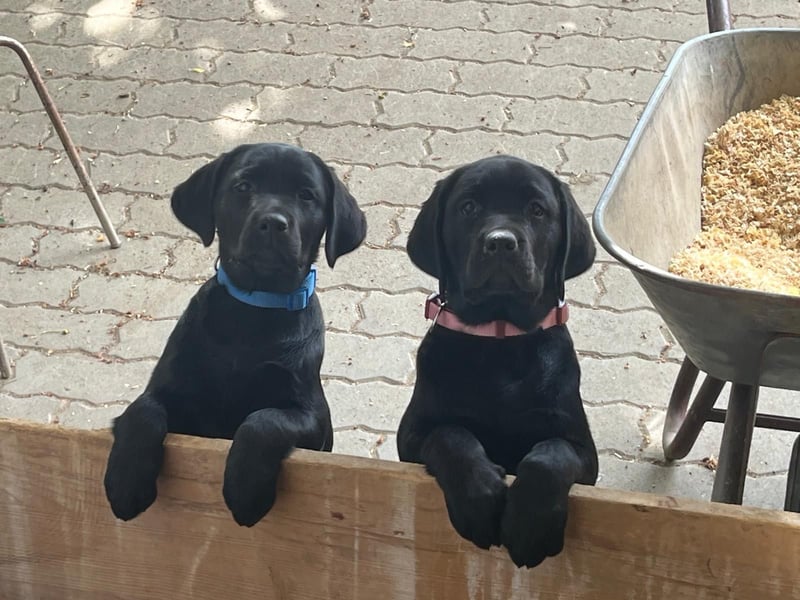 Alexis & Artemis von Zeegenthal Labrador Retriever