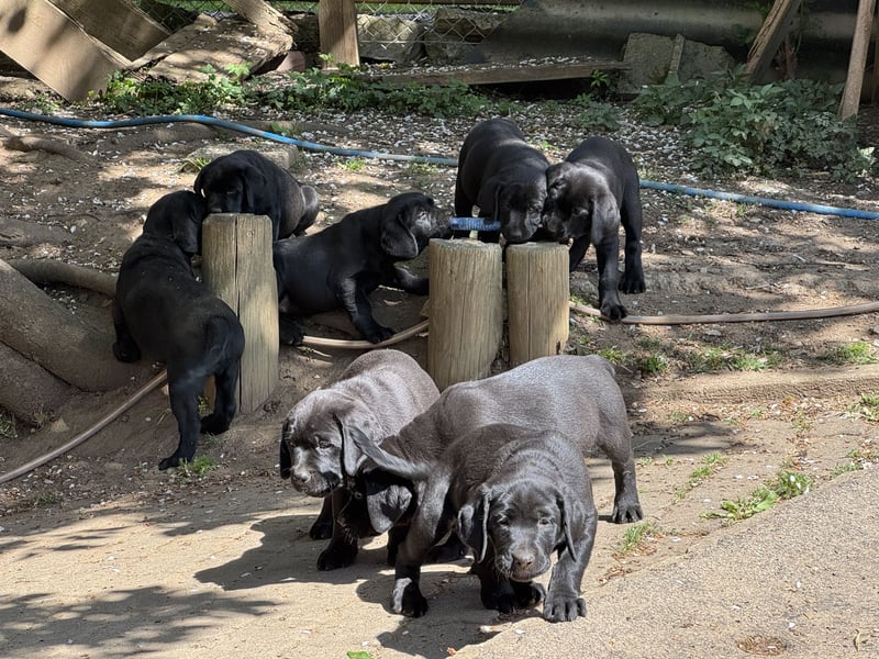 Nur 2 Labrador Weibchen mit Ahnenpass 2 Rüden & 6 Weibchen in Schwarz