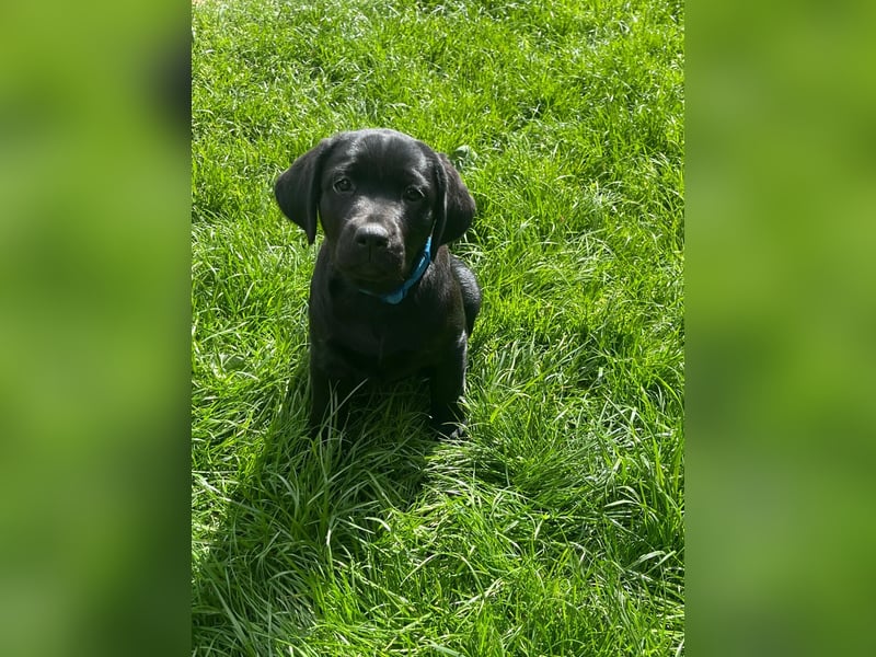 Alexis & Artemis von Zeegenthal Labrador Retriever