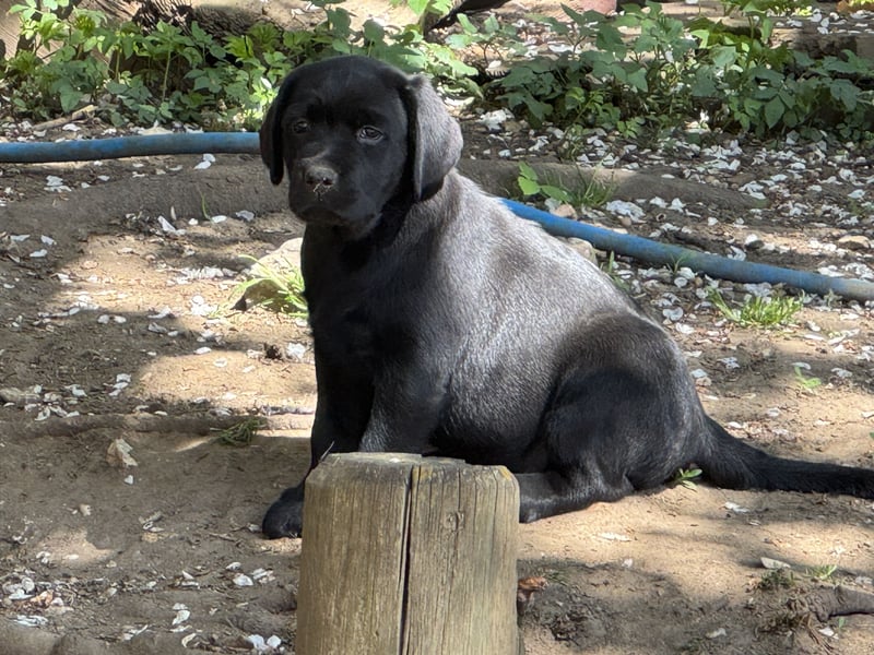 Nur 2 Labrador Weibchen mit Ahnenpass 2 Rüden & 6 Weibchen in Schwarz
