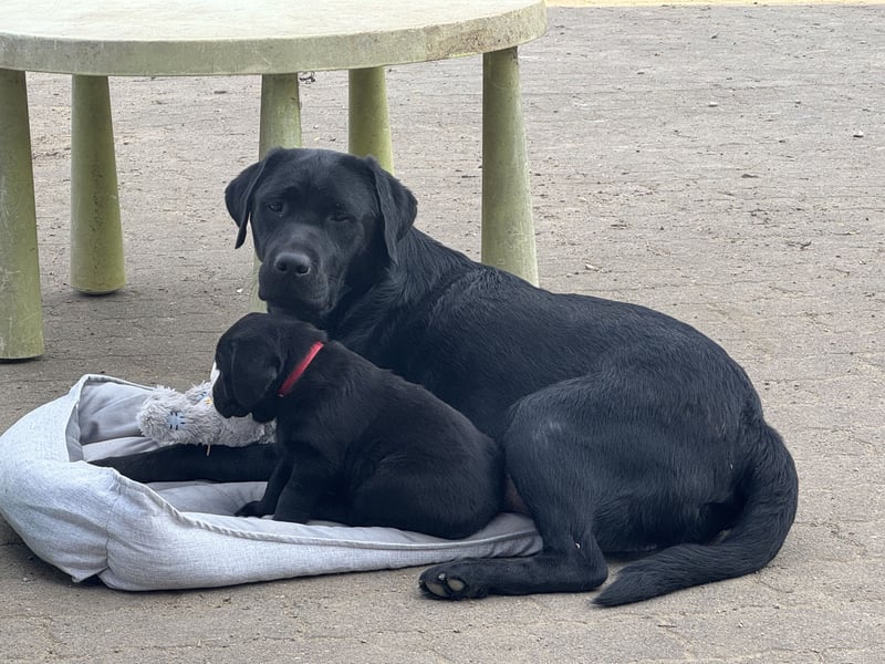 2 Labrador Retriever Weibchen Welpen mit Ahnenpass, Eltern HD, ED, PL, OCD, Augen und Genetisch frei
