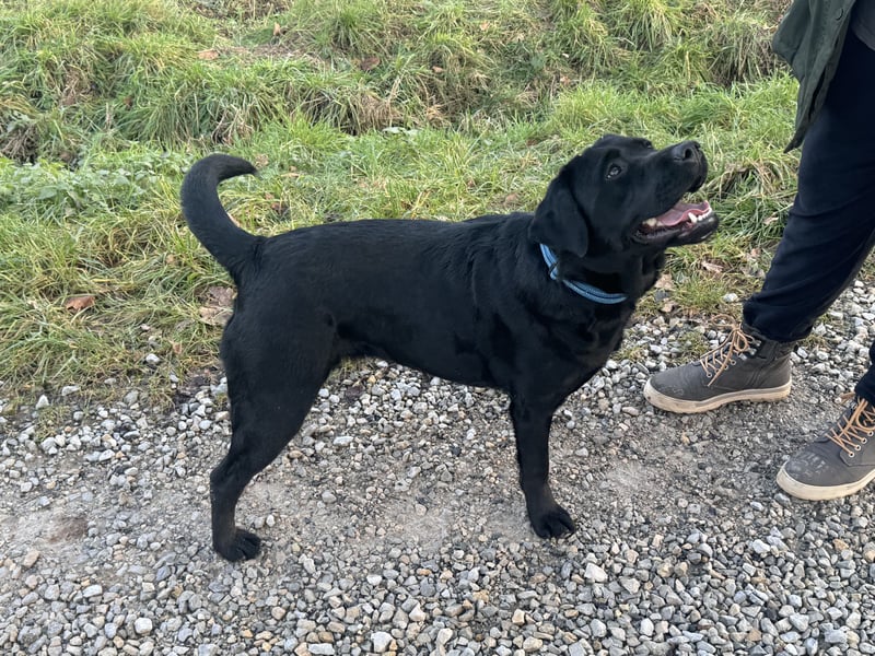 2 Labrador Retriever Weibchen Welpen mit Ahnenpass, Eltern HD, ED, PL, OCD, Augen und Genetisch frei