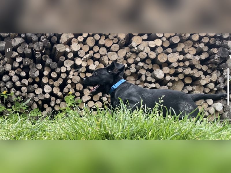1 Labrador Retriever Weibchen Welpe mit Ahnenpass, Eltern HD, ED, PL, OCD, Augen und Genetisch frei