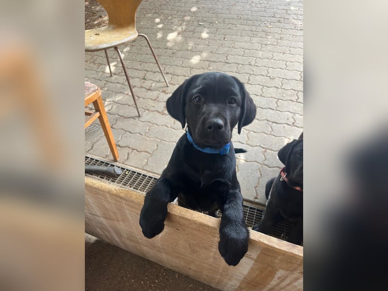 1 Labrador Retriever Weibchen Welpe mit Ahnenpass, Eltern HD, ED, PL, OCD, Augen und Genetisch frei