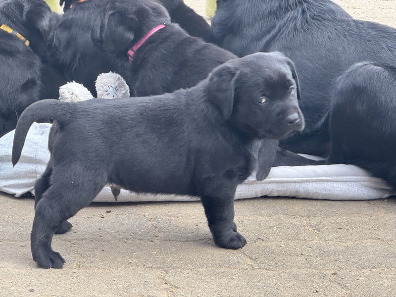 2 Labrador Retriever Weibchen Welpen mit Ahnenpass, Eltern HD, ED, PL, OCD, Augen und Genetisch frei