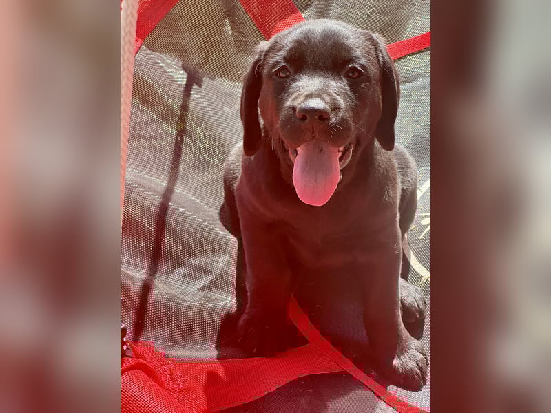 Nur 2 Labrador Weibchen mit Ahnenpass 2 Rüden & 6 Weibchen in Schwarz