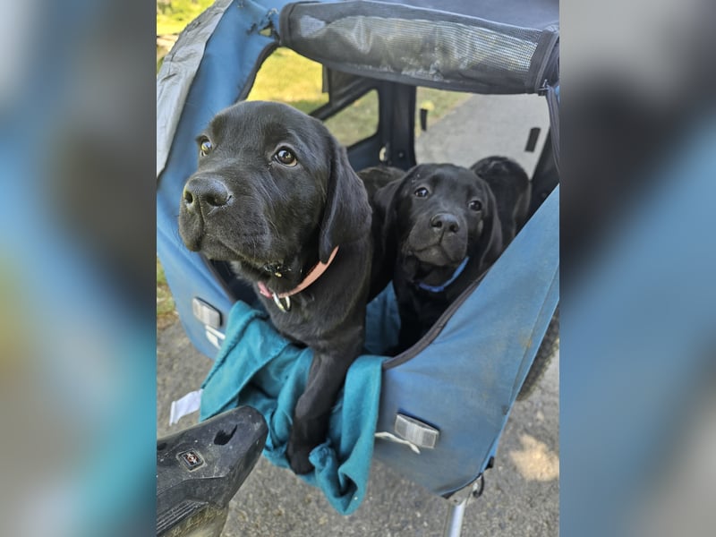 Alexis & Artemis von Zeegenthal Labrador Retriever