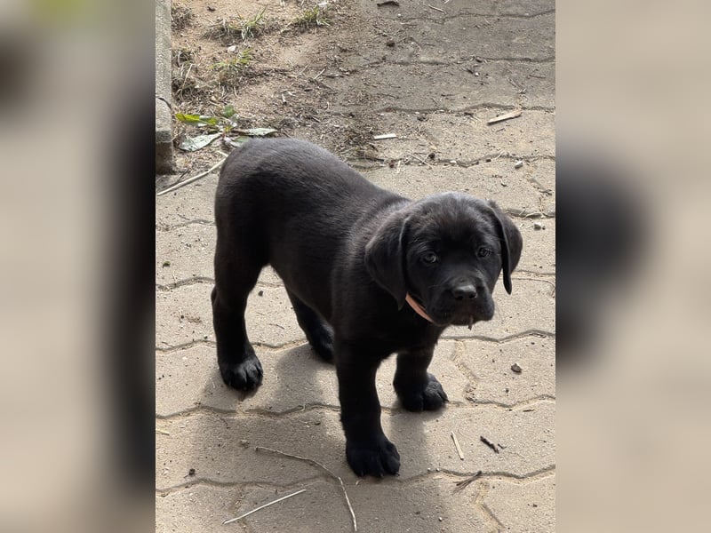 Nur 2 Labrador Weibchen mit Ahnenpass 2 Rüden & 6 Weibchen in Schwarz