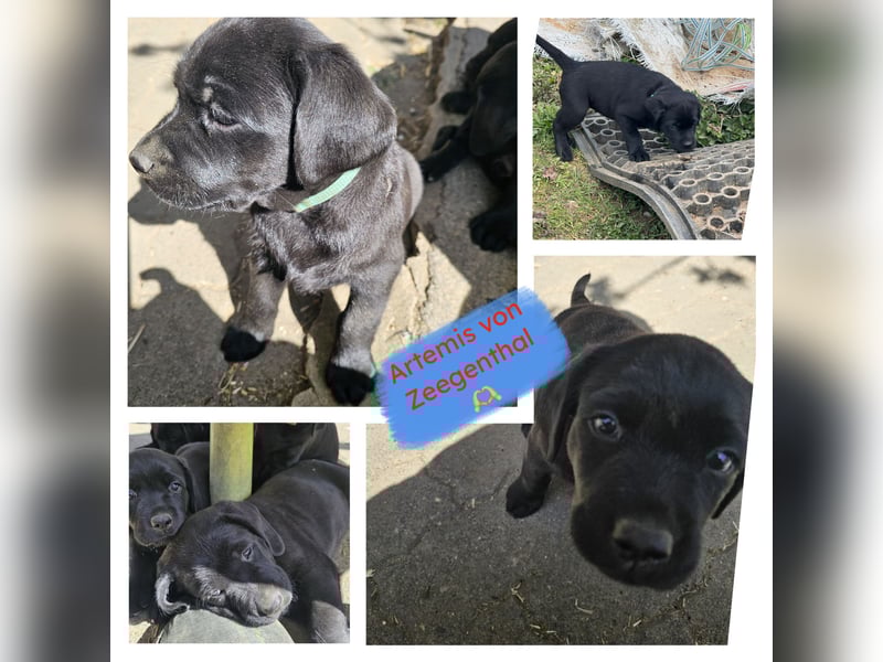 Nur 2 Labrador Weibchen mit Ahnenpass 2 Rüden & 6 Weibchen in Schwarz
