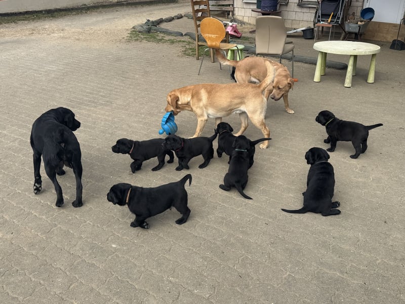 2 Labrador Retriever Weibchen Welpen mit Ahnenpass, Eltern HD, ED, PL, OCD, Augen und Genetisch frei