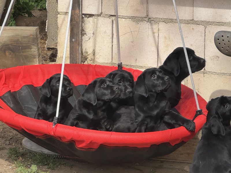 Nur 2 Labrador Weibchen mit Ahnenpass 2 Rüden & 6 Weibchen in Schwarz