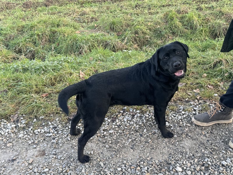 Nur 2 Labrador Weibchen mit Ahnenpass 2 Rüden & 6 Weibchen in Schwarz
