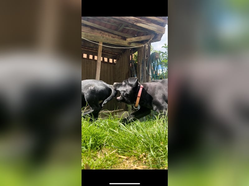 1 Labrador Retriever Weibchen Welpe mit Ahnenpass, Eltern HD, ED, PL, OCD, Augen und Genetisch frei