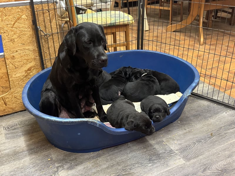 2 Labrador Retriever Weibchen Welpen mit Ahnenpass, Eltern HD, ED, PL, OCD, Augen und Genetisch frei