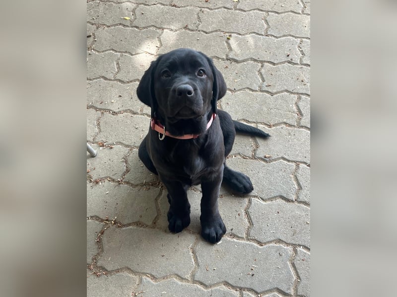 Alexis & Artemis von Zeegenthal Labrador Retriever