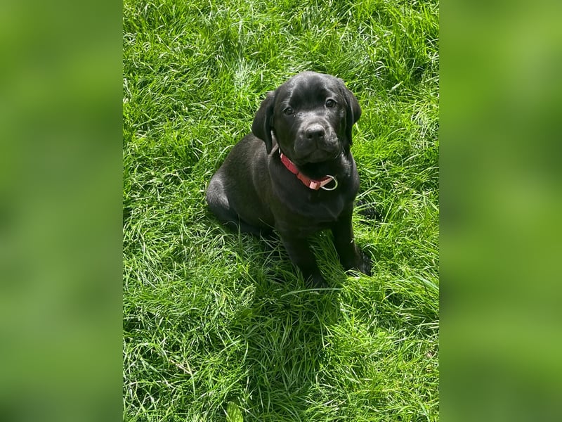 Alexis & Artemis von Zeegenthal Labrador Retriever