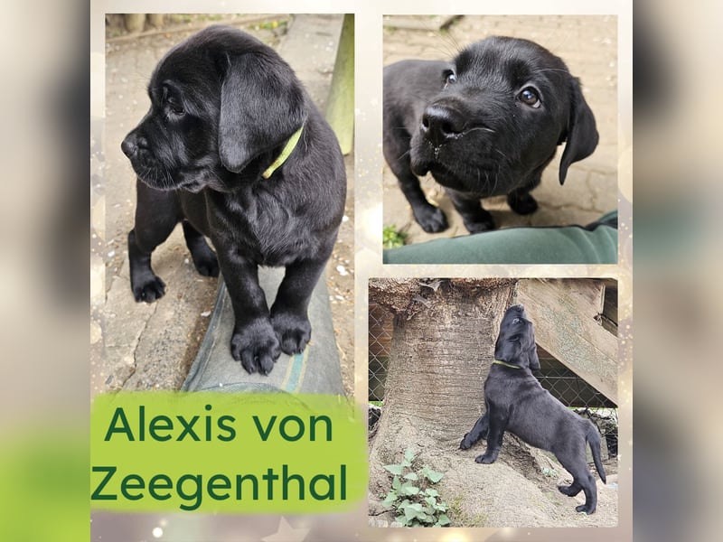 Nur 2 Labrador Weibchen mit Ahnenpass 2 Rüden & 6 Weibchen in Schwarz