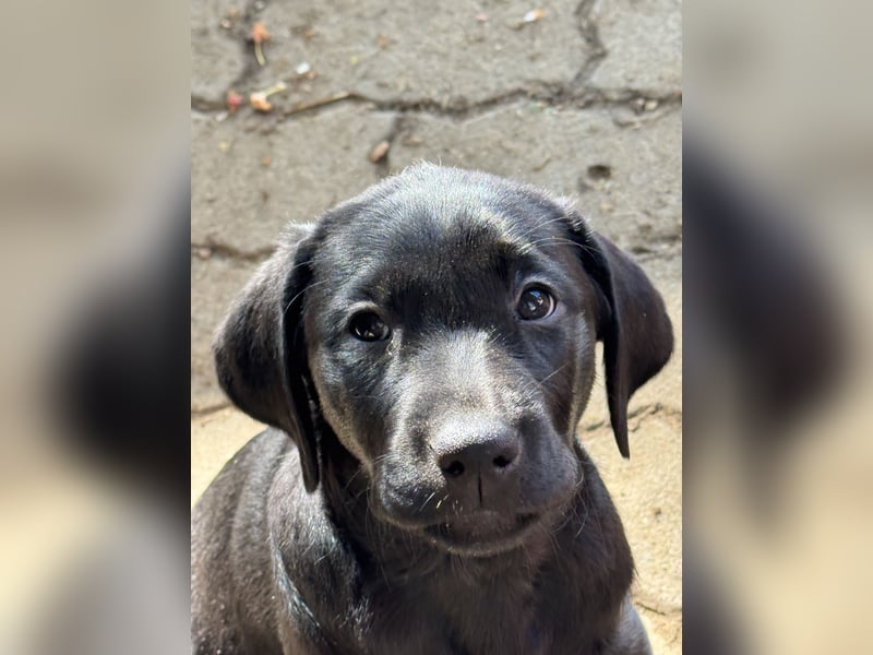 Nur 2 Labrador Weibchen mit Ahnenpass 2 Rüden & 6 Weibchen in Schwarz