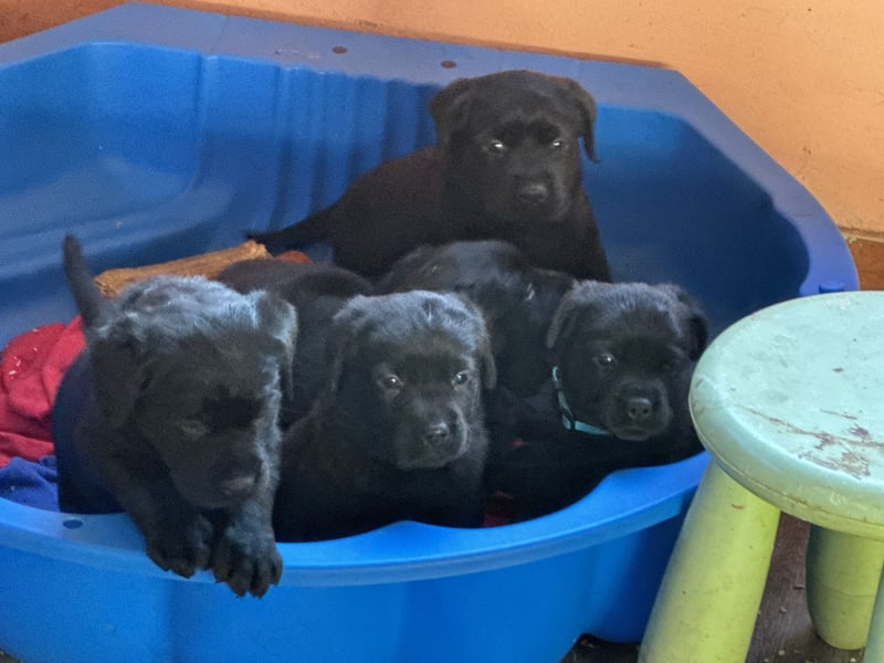 2 Labrador Retriever Weibchen Welpen mit Ahnenpass, Eltern HD, ED, PL, OCD, Augen und Genetisch frei