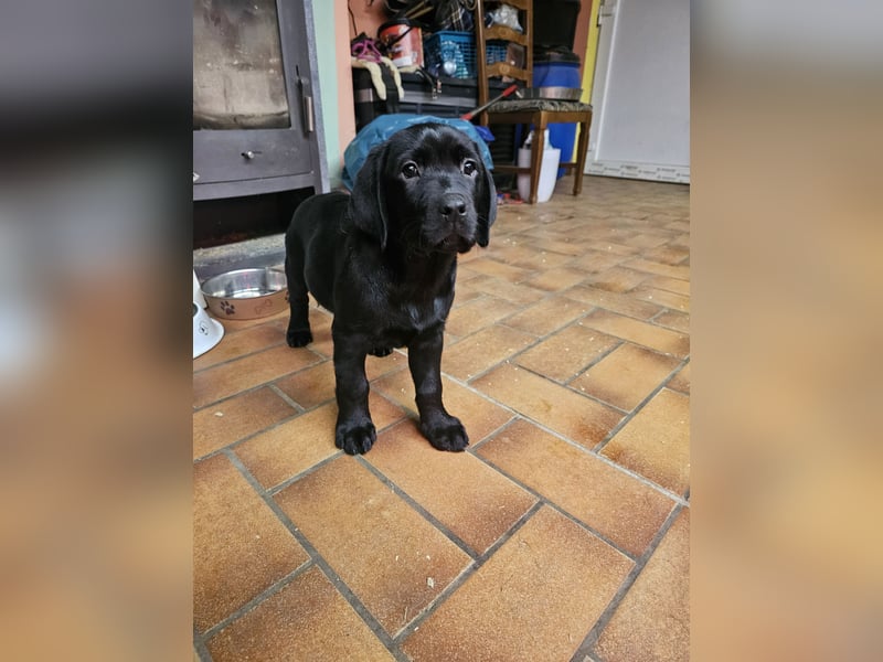 Nur 2 Labrador Weibchen mit Ahnenpass 2 Rüden & 6 Weibchen in Schwarz
