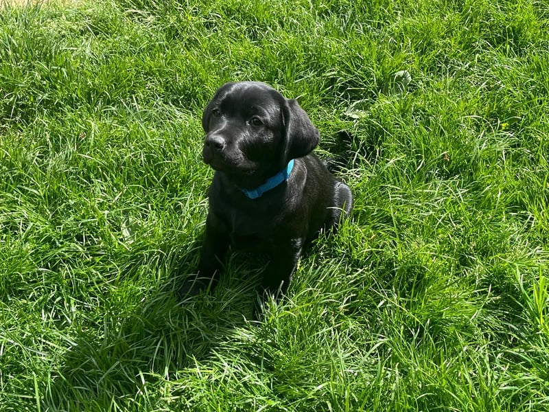Alexis & Artemis von Zeegenthal Labrador Retriever