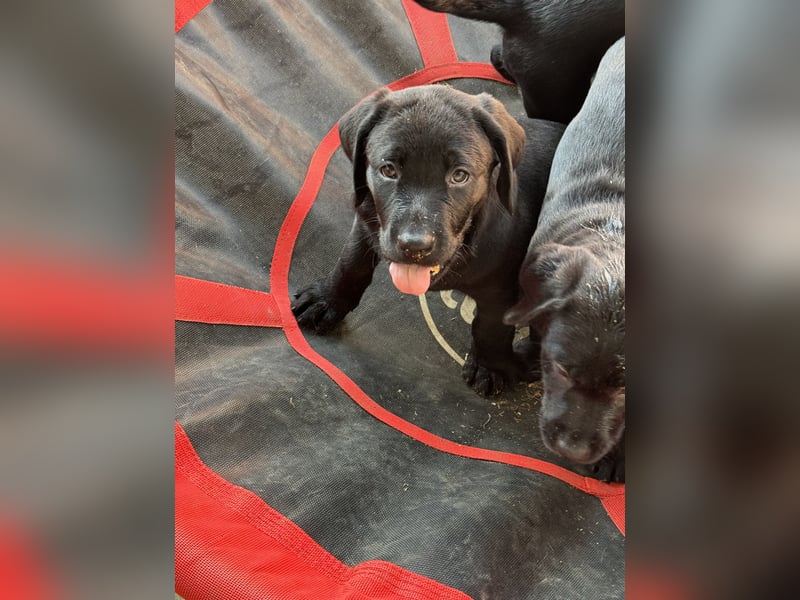 Nur 2 Labrador Weibchen mit Ahnenpass 2 Rüden & 6 Weibchen in Schwarz