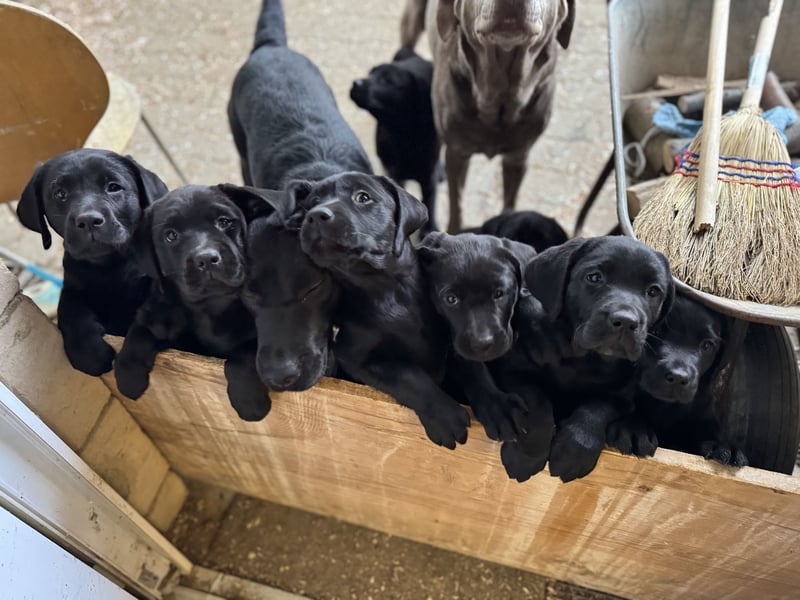 Nur 2 Labrador Weibchen mit Ahnenpass 2 Rüden & 6 Weibchen in Schwarz