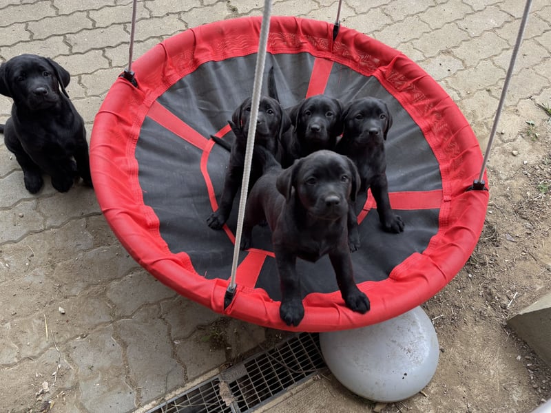 Nur 2 Labrador Weibchen mit Ahnenpass 2 Rüden & 6 Weibchen in Schwarz