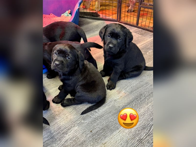2 Labrador Retriever Weibchen Welpen mit Ahnenpass, Eltern HD, ED, PL, OCD, Augen und Genetisch frei