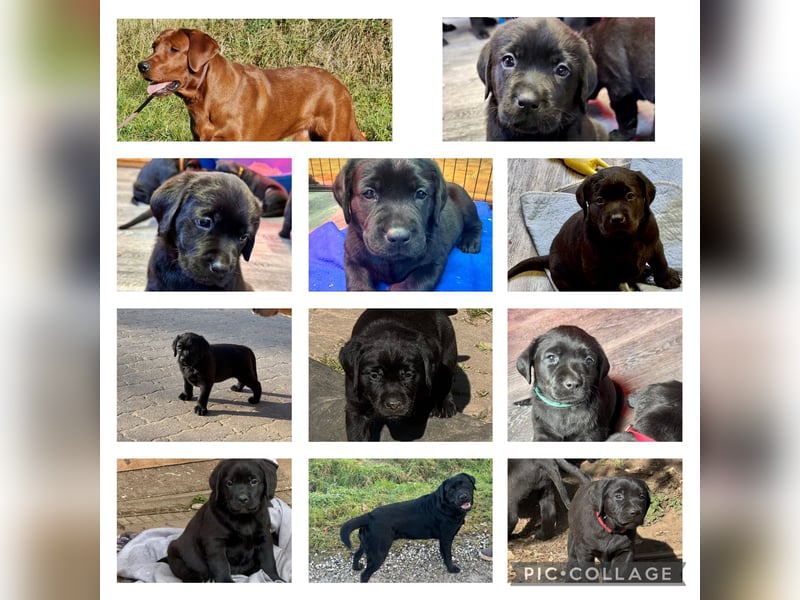 Nur 2 Labrador Weibchen mit Ahnenpass 2 Rüden & 6 Weibchen in Schwarz