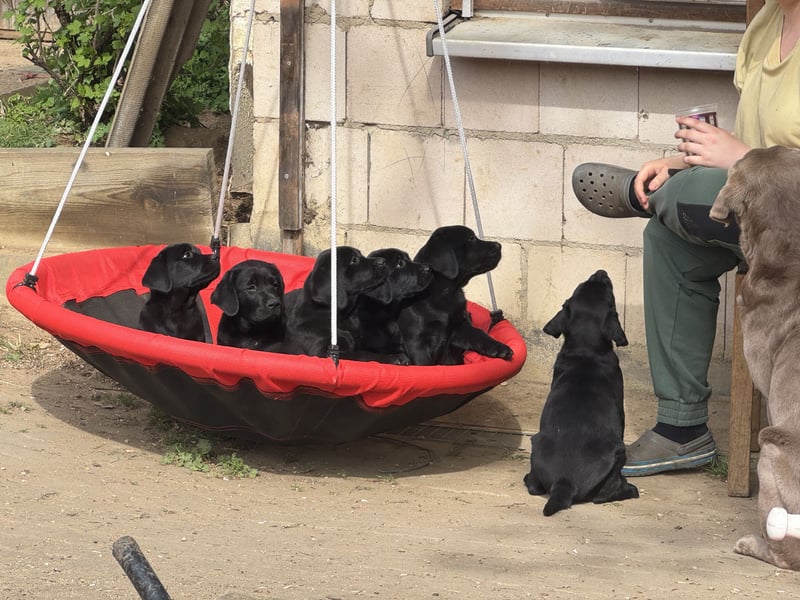 Nur 2 Labrador Weibchen mit Ahnenpass 2 Rüden & 6 Weibchen in Schwarz