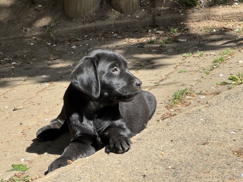Nur 2 Labrador Weibchen mit Ahnenpass 2 Rüden & 6 Weibchen in Schwarz