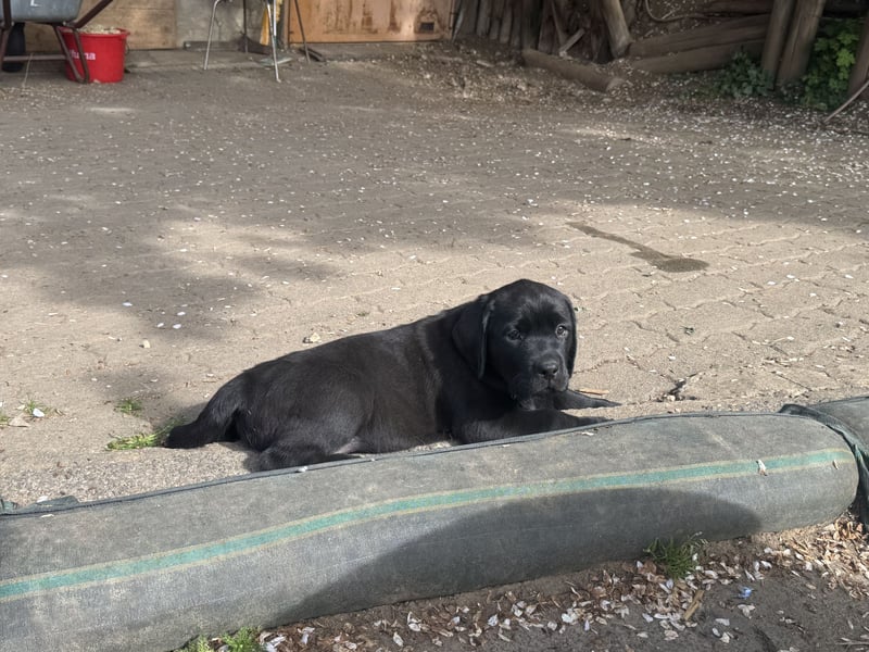 Nur 2 Labrador Weibchen mit Ahnenpass 2 Rüden & 6 Weibchen in Schwarz