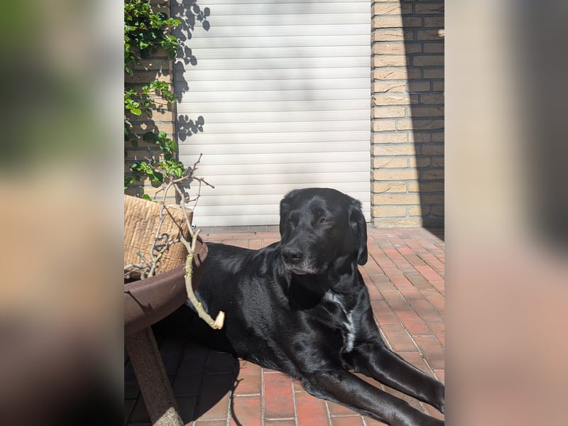 Labrador-Schäferhund