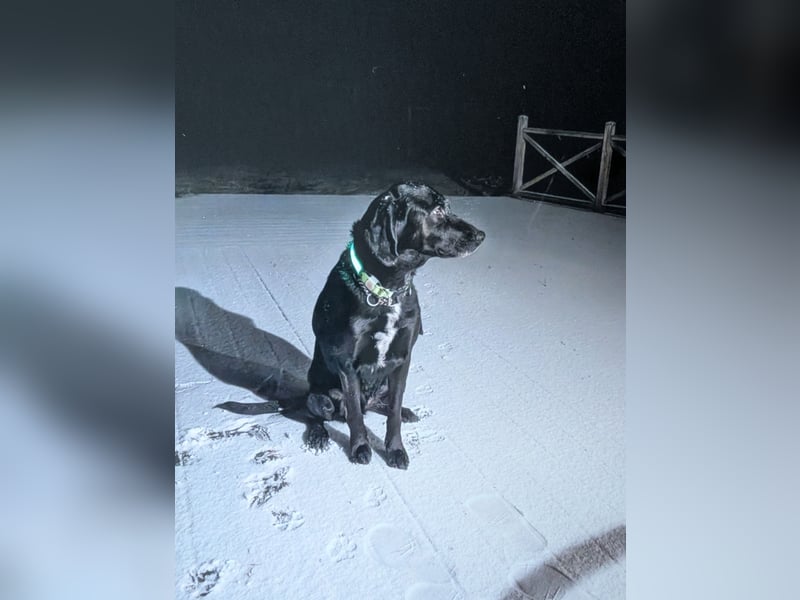 Labrador-Schäferhund