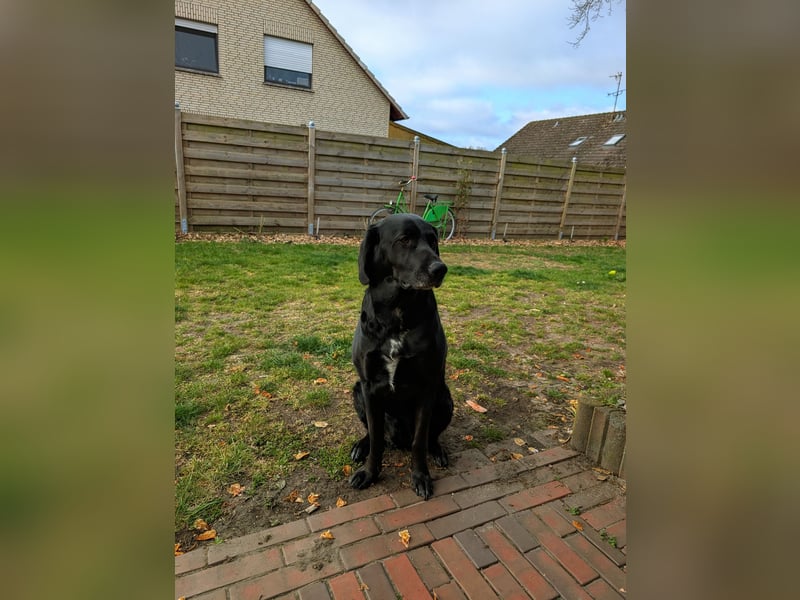Labrador-Schäferhund