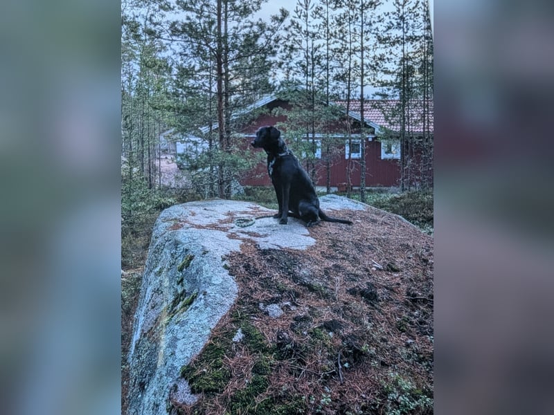 Labrador-Schäferhund