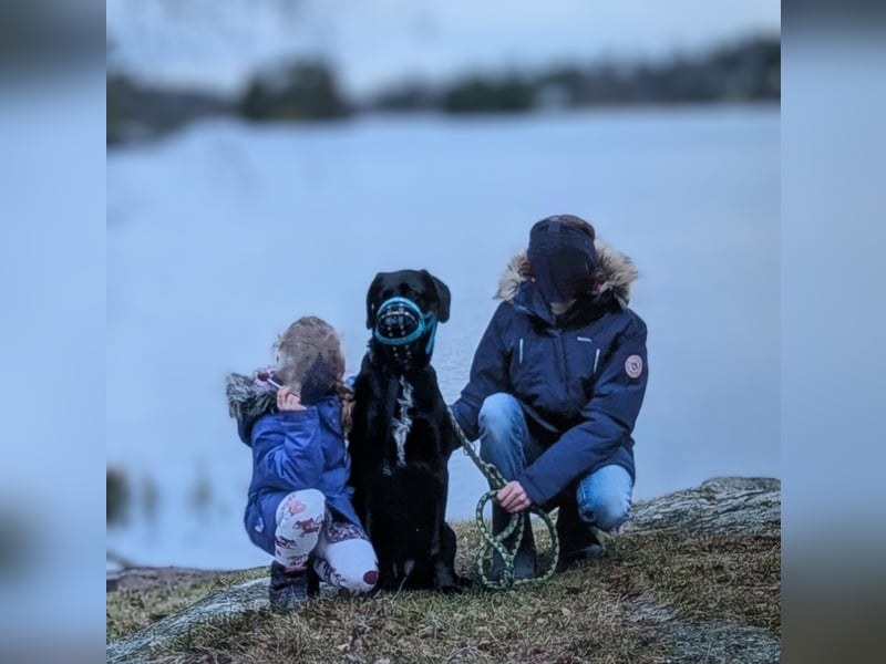 Labrador-Schäferhund
