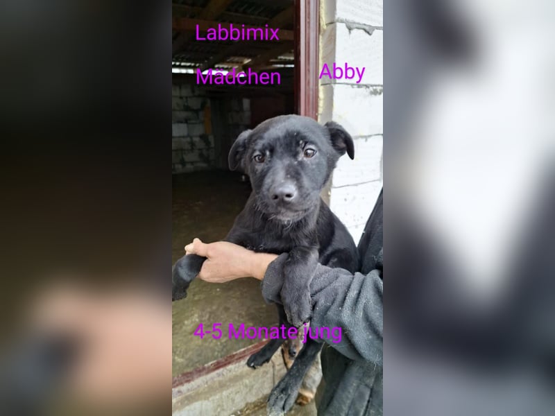 3 Labbi Mix Mäuse suchen ein Zuhause