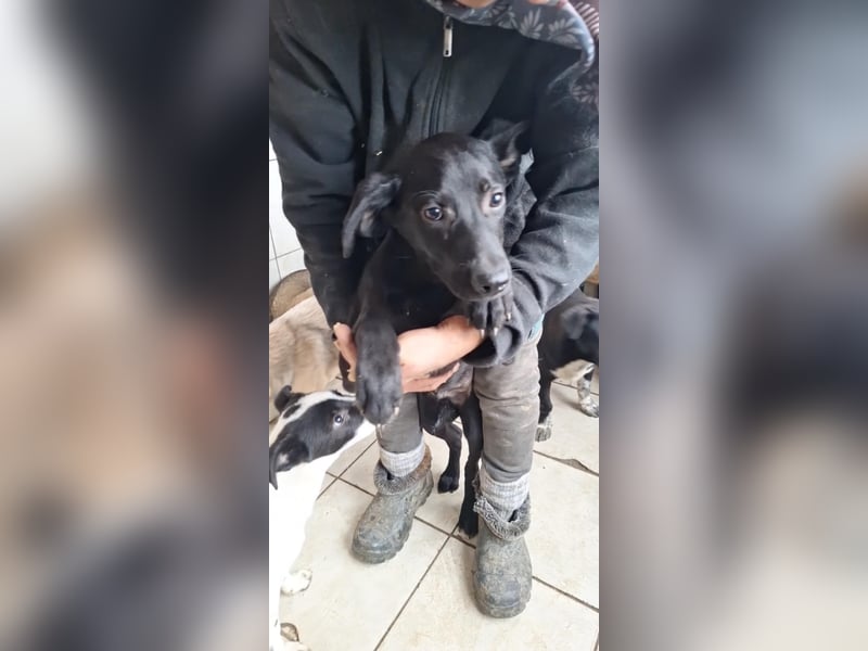 3 Labbi Mix Mäuse suchen ein Zuhause