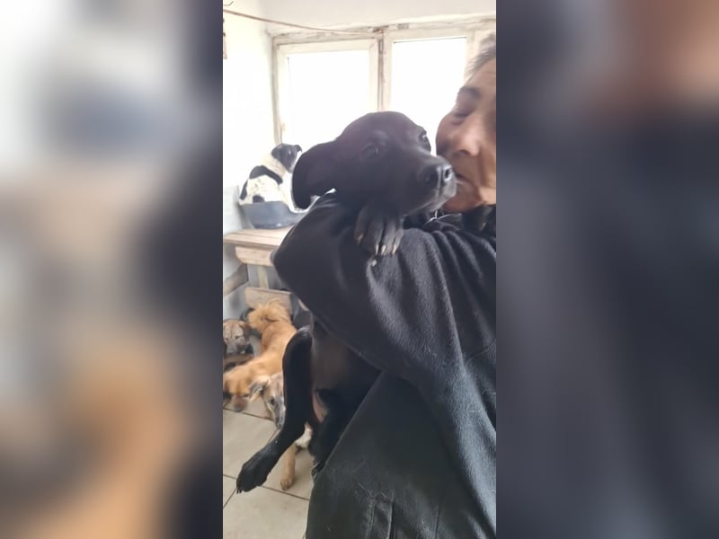 3 Labbi Mix Mäuse suchen ein Zuhause