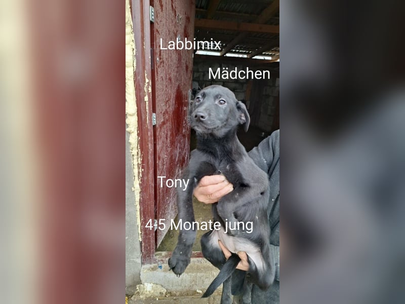 3 Labbi Mix Mäuse suchen ein Zuhause