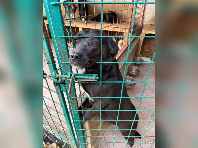 SOS diese Maus sitzt im öffentlichen Shelter