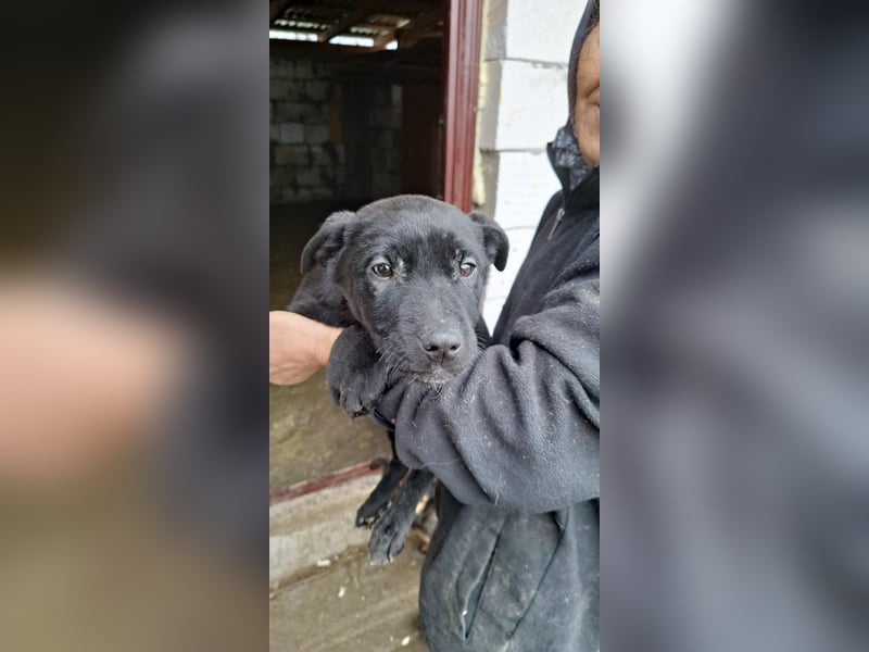 3 Labbi Mix Mäuse suchen ein Zuhause
